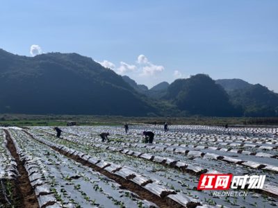 澳门蔬菜软件开发,澳门青菜价格